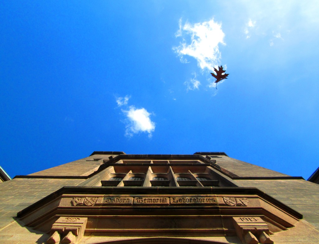 And This Is Yale 164